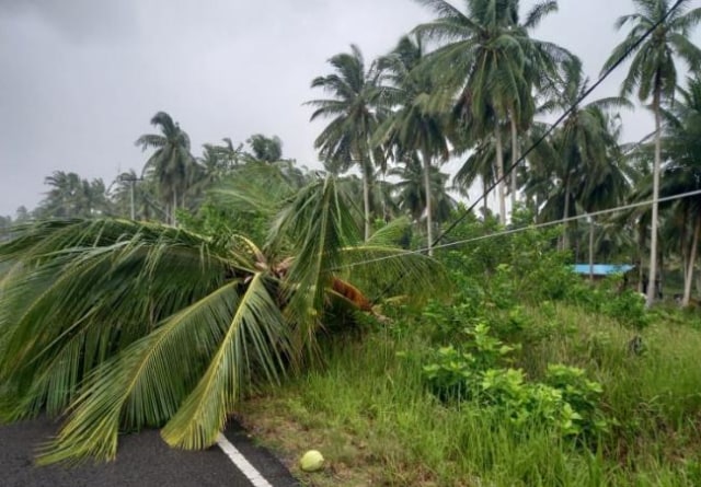 Pohon kelapa tumbang menimpa jaringan listrik di Natuna (Foto:Yanto/Batamnews)