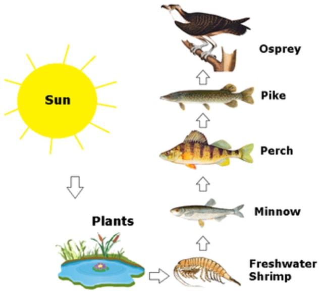 Contoh jaring jaring makanan pada ekosistem kolam ikan