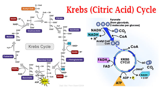 Gambaran Siklus Krebs Foto: dok Microbiology Info.com