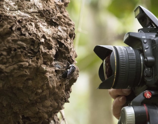 Fotografer sejarah alam Clay Bolt membuat foto pertama dari lebah raksasa Wallace yang hidup di sarangnya, yang ditemukan dalam rayap aktif di Maluku Utara, Indonesia. Foto: Simon Robson via Global Wildife Conservation