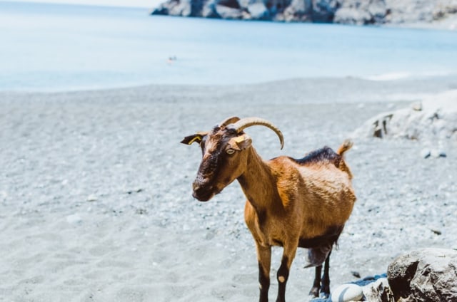 Ilustrasi kambing foto: Unsplash