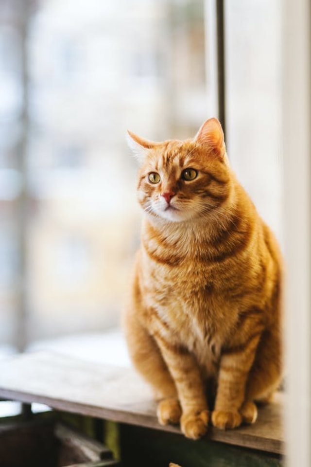 5 Mitos Kucing Sebagai Hewan Peliharaan, Mana yang Kamu Percaya 