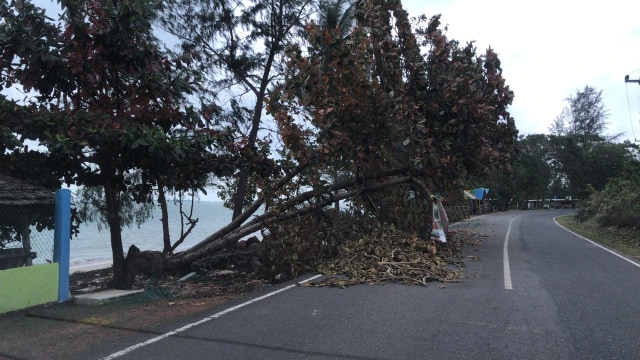 Pohon di pantai pimggir jalan menuju Trikora tumbang akibat abrasi. Foto: Istimewa