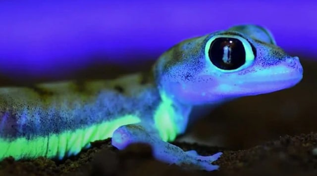 Tokek berkaki jaring (Pachydactylus rangei) yang bisa menyala. Foto: David Protzel/YouTube