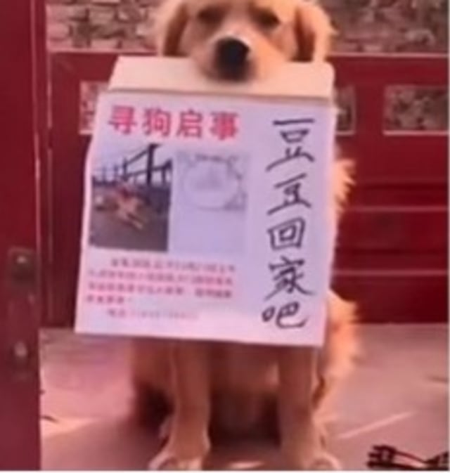 Viral anjing di China bernama Mao Mao menangis saat mencari sahabatnya yang telah dicuri orang. (Foto: Facebook/Ralph Xolo)