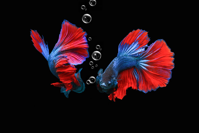 Ilustrasi ikan cupang. Foto: Pixabay