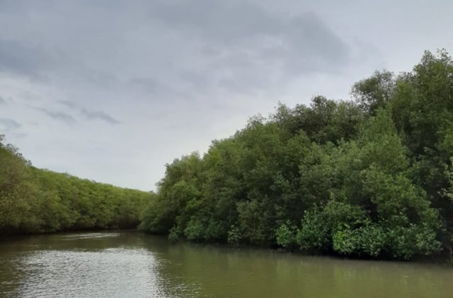Jalur sungai hutan mangrove di Desa Purworejo, Kecamatan Pasir Sakti | Foto : M Danil Prayoga