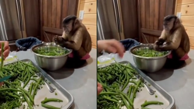 Monyet memotong buncis. (Foto: @makassar_info/Instagram)