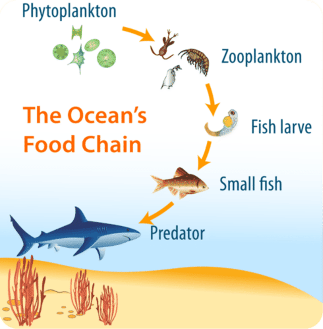 Di suatu ekosistem perairan terdapat zooplankton, ikan kecil, ikan besar, dan fitoplankton, maka ddt