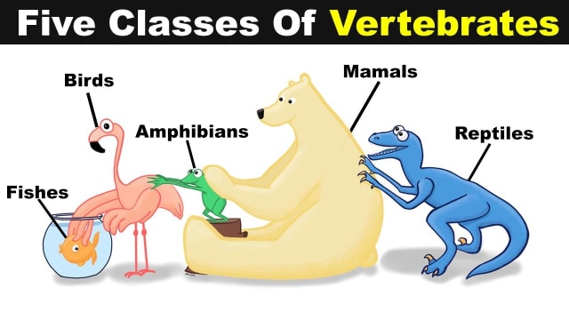 Biologi Pengertian Hewan Vertebrata Dan Pengelompokan Kelasnya Kumparan Com