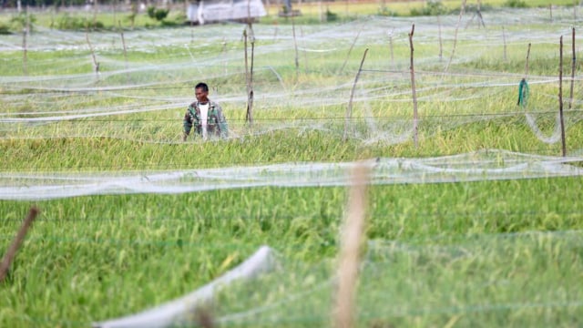 Foto Cara Unik Mengusir Burung Di Sawah Tadah Hujan Peukan Bada Aceh Besar Kumparan Com