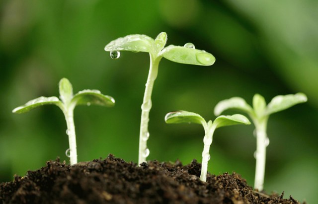Proses perkembangbiakan vegetatif buatan dilakukan dengan bantuan