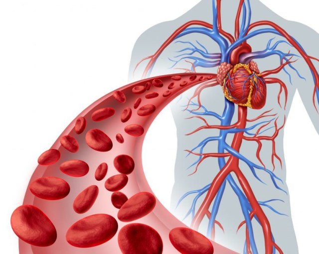Peredaran darah manusia termasuk peredaran darah