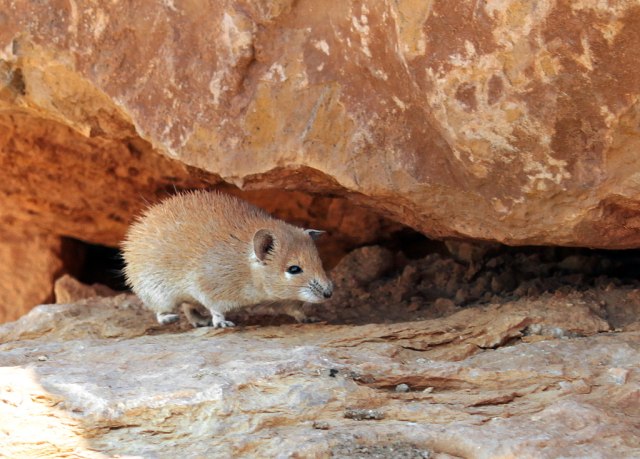 Tikus berduri bisa regenerasi kulit tanpa luka Foto: Wikipedia