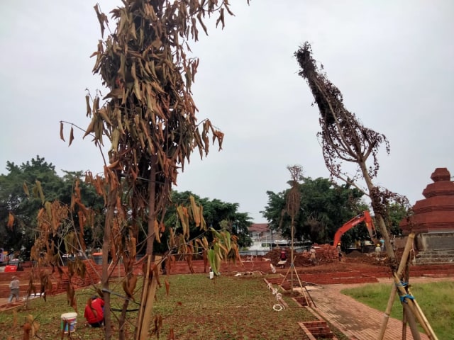 Kondisi puluhan pohon di Alun-alun Kota Cirebon, Jawa Barat, tampak mengering. (Juan)