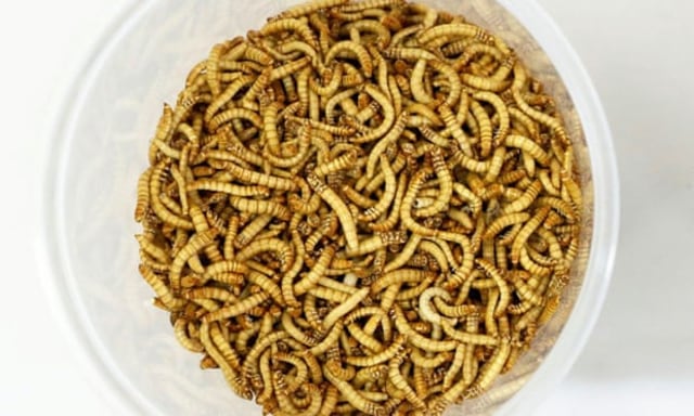 Yellow mealworm a.k.a ulat kuning. (Foto: François Lenoir/Reuters)