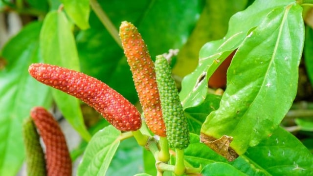 Cabai Jawa. Foto: Shutterstock
