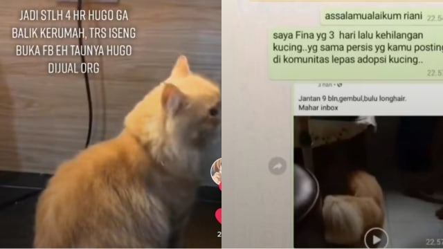 Viral Kucing Peliharaan Hilang 4 Hari, Ternyata Dijual lewat 