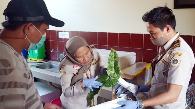 Pihak Karantina Pertanian Manado melakukan pemeriksaan terhadap komoditas tanaman hias yang akan di ekspor. (foto: dok istimewa)