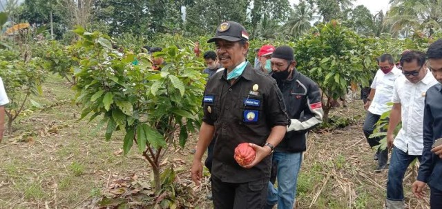 Bupati Kolaka Utara, Nur Rahman Umar saat melihat hasil perkebunan kakao milik warga. Foto: Lukman Budianto/kendarinesia.