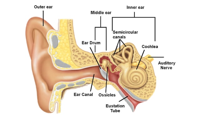 Bagian Telinga Dan Fungsinya Bagi Tubuh Manusia Kumparan Com