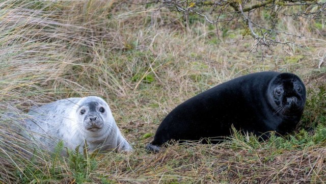 Perbedaan mencolok antara anjing laut normal dan melanistik.  Foto: Hanne Siebers/National Trust