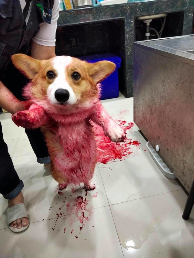 Viral aksi kocak anjing di Thailand nge-prank tuannya dengan pura-pura mati usai menjatuhkan sebotol sirup. (Foto: Facebook/BLABLA-b๋oo)