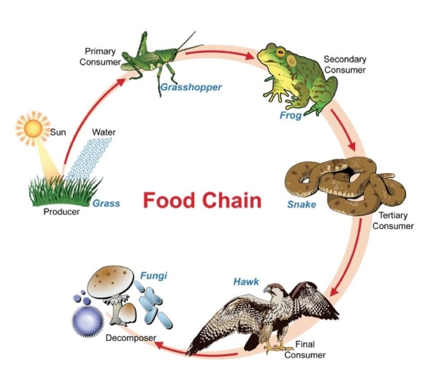 Rantai Makanan Dan Jaring Jaring Makanan Dalam Ekosistem Sawah Kumparan Com