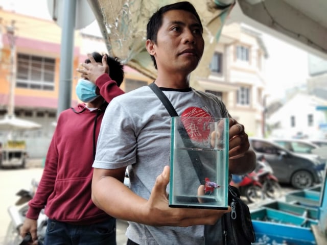 Penjual ikan cupang di Kota Cirebon, Ainur Rofiq, memamerkan koleksi ikan hiasnya yang siap dijual. (Juan)