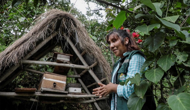 Foto: Menyelamatkan Lebah Madu dari Dampak Deforestasi di Bolivia (48551)