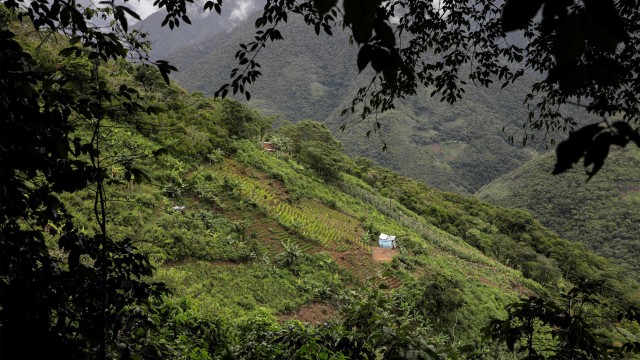 Foto: Menyelamatkan Lebah Madu dari Dampak Deforestasi di Bolivia (48550)