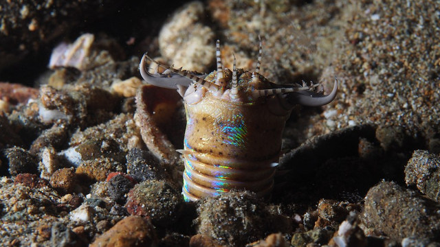 Cacing Bobbit bernama ilmiah Eunice aphroditois Foto: Rickard Zerpe via Wikimedia Commons (CC BY-SA 2.0)
