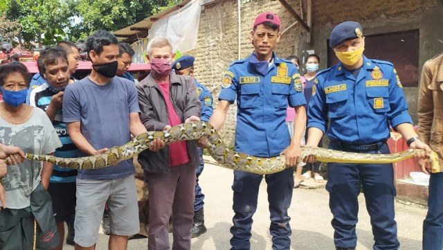Petugas pemadam kebakaran (Damkar) menangkap ular berukuran besar di Kompleks Permata, Desa Tani Mulya, Kabupaten Bandung Barat, Senin (25/1).  Foto: Dok. Istimewa