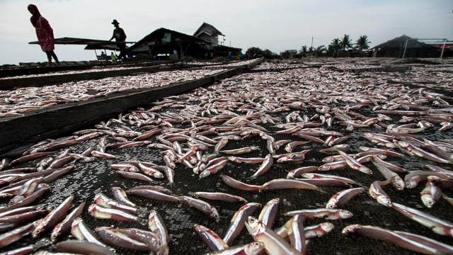 Produksi ikan kering di Aceh. Foto: ANTARA FOTO/Rahmad