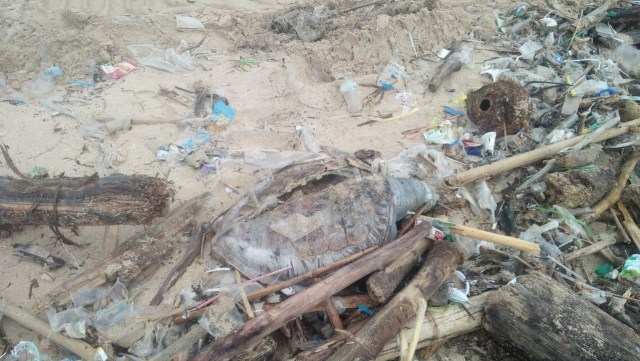 Penyu yang ditemukan mati di antara tumpukan sampah di Pantai Kedonganan, Bali - IST
