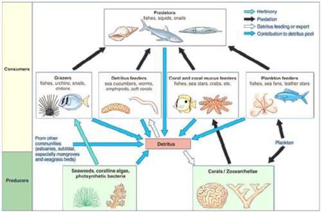 Pengaruh Kecerahan Air Laut Terhadap Aktivitas Biota Laut