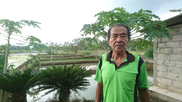 Sulitnya Memulai Budidaya Gabus, Ikan yang Setia dengan Satu Pasangan (259874)