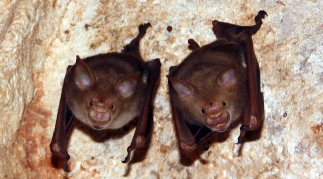 5 Fakta Virus Nipah yang Dikhawatirkan Jadi Pandemi Baru (46856)