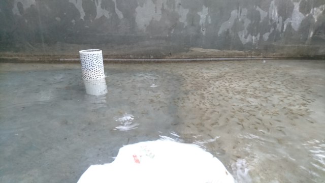 Sulitnya Memulai Budidaya Gabus, Ikan yang Setia dengan Satu Pasangan (259875)