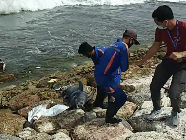 Lumba-lumba yang tewas terdampar saat dievakuasi petugas pantai di Kuta, Bali - IST