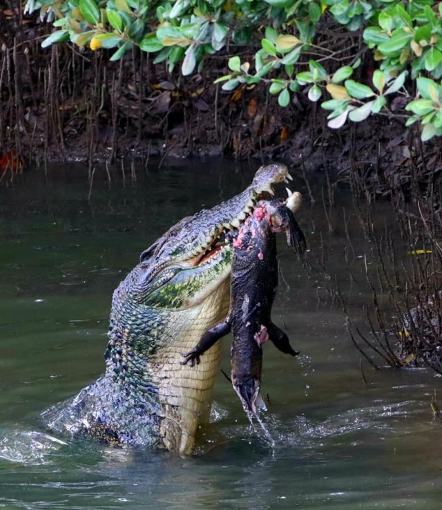 Detik-detik buaya serang dan banting biawak Foto: William Ko/Facebook Nature Society