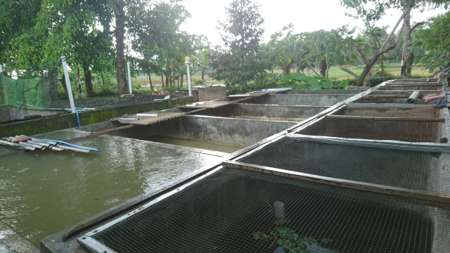 Kolam ikan gabus Mbah Kidjo. Foto: Widi Erha Pradana.