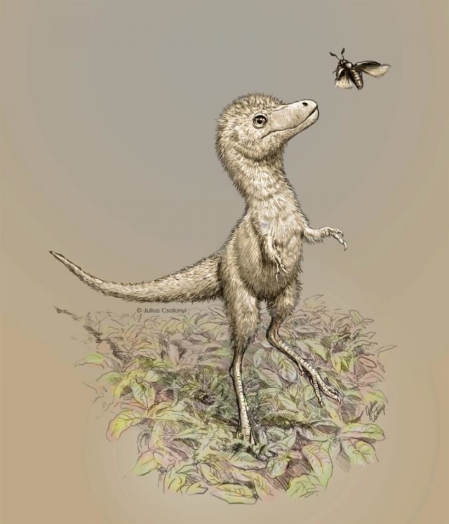 Ilustrasi bayi Tyrannosaurus. Foto: Julius Csotonyi
