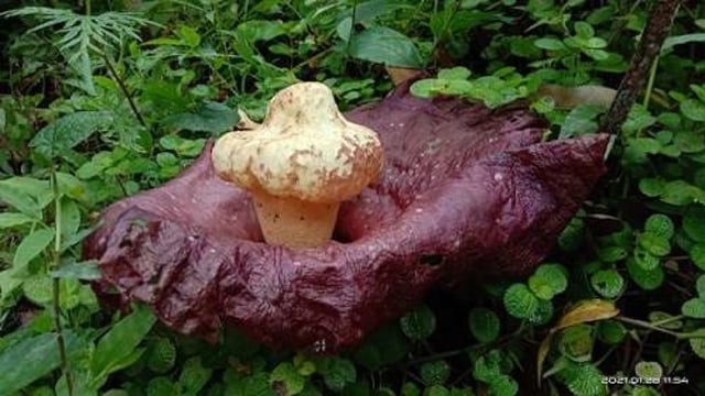 Bunga bangkai yang mekar di Nagari Koto Malintang, Kabupaten Agam, Sumatera Barat. Foto: dok BKSDA Agama