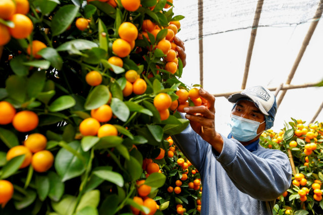 Pedagang merawat pohon jeruk Kim Kit di Jakarta, Jumat (29/1).  Foto: Ajeng Dinar Ulfiana/REUTERS