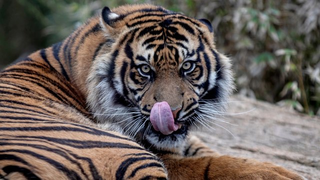 Ilustrasi Harimau Sumatera. Foto: Petros Giannakouris/AP Photo
