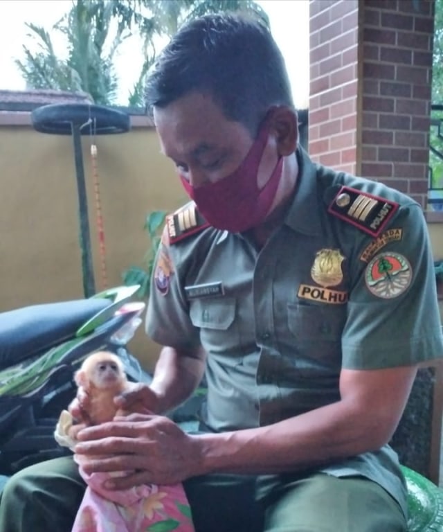 Bayi Kelasi saat diamankan oleh salah satu petugas BKSDA Pos Jaga Sampit. (FOTO: BKSDA).