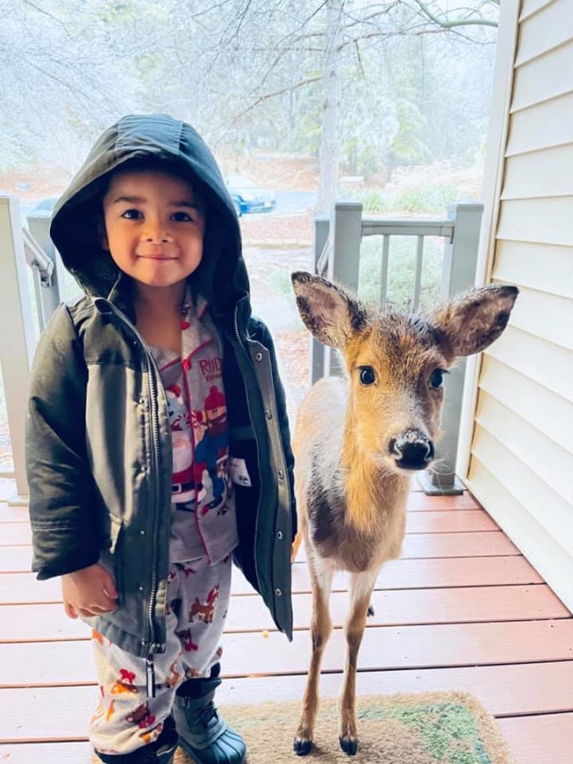 Viral bocah bernama Dominic di Massanutten, Rockingham County, Virginia, Amerika Serikat, bawa rusa ke rumah usai bermain di hutan. (Foto: Facebook/@Stephanie Brown)  