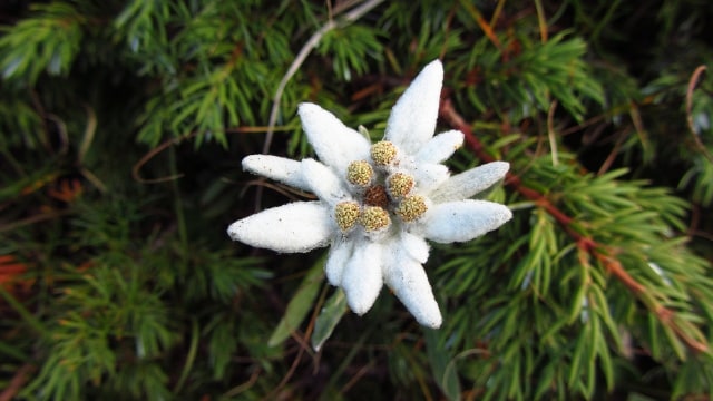 Bunga Edelweiss sering dianggap sebagai lambang cinta abadi oleh banyak orang. Foto. dok: Pixabay