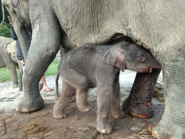 Bayi gajah Sumatera betina yang baru dilahirkan pada 1 Februati 2021 sedang menyusu pada induknya yang bernama Sari di PLSK Satwa Khusus Tangkahan, TNGL, Sumatera Utara. Foto: Doc. Balai Besar TNGL